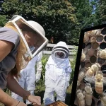 Hive-Bee-screenshot